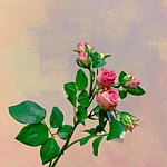 花予小坞