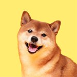 设计师品牌 - essential dog