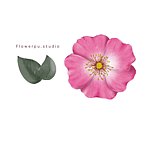 设计师品牌 - flowerpu