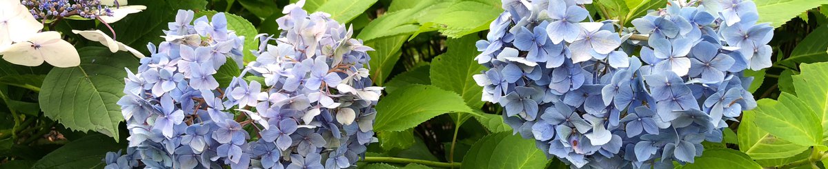 设计师品牌 - FUJIHANA