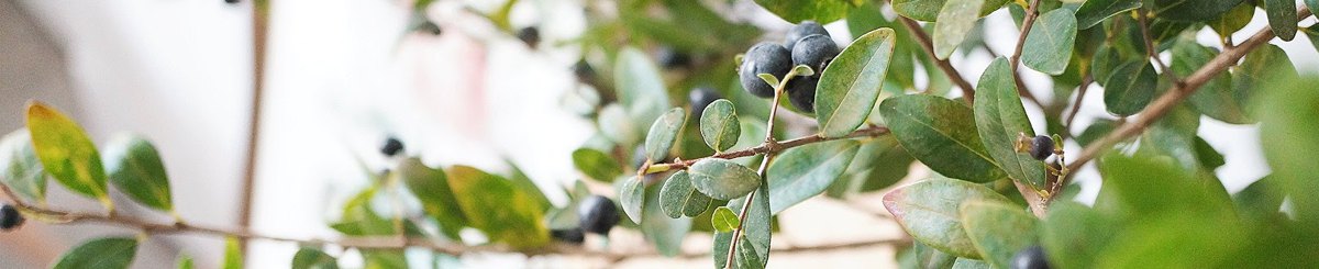 设计师品牌 - GOODLILY花艺 x 生活提案所