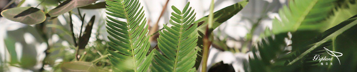 设计师品牌 - G'splant 植 日 生