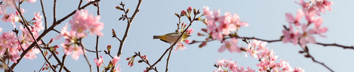 设计师品牌 - 花草一掬