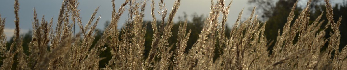 设计师品牌 - Inaksh