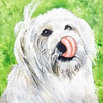 设计师品牌 - 六月熊