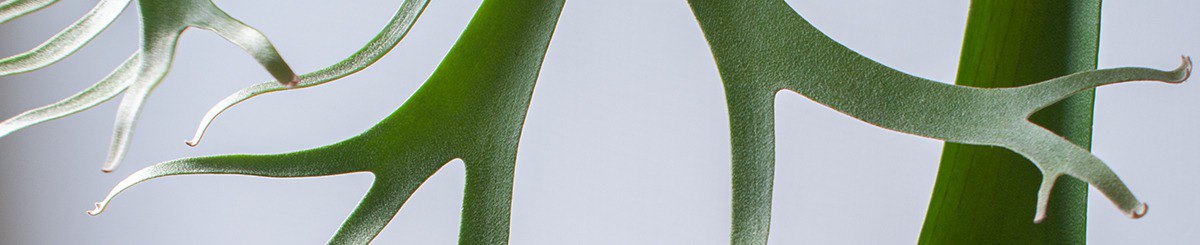 设计师品牌 - KeePlanting