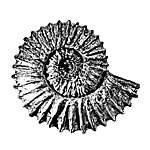 设计师品牌 - Koppi