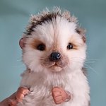 设计师品牌 - ehkinamat