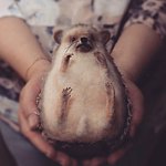 设计师品牌 - LovelyFeltToysShop