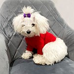 设计师品牌 - MiniDogFashion