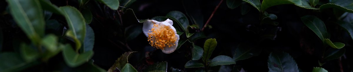 美浓加茂茶舗