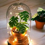 设计师品牌 - 莫内.伊凡｜EVAN 手作植栽