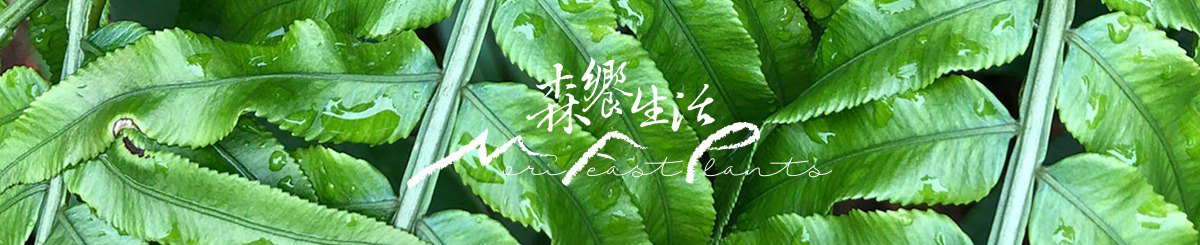 设计师品牌 - 森飨生活 Mori Feast Plants