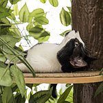 设计师品牌 - On2Pets猫树跳台