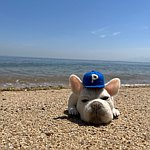 设计师品牌 - pacific-felt