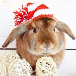 设计师品牌 - Pair Of Happy Ears