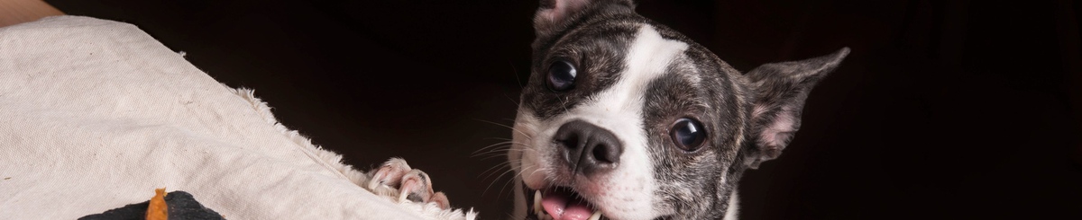 设计师品牌 - 来吧！Pet我 手拉手