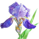 Natalia Piacheva Art