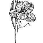 设计师品牌 - ι_αм_вσяє∂无聊花艺｜ 干燥花 新娘捧花