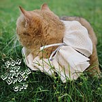 设计师品牌 - 罗拉的猫岛