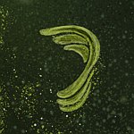 设计师品牌 - 声根 Recording Roots