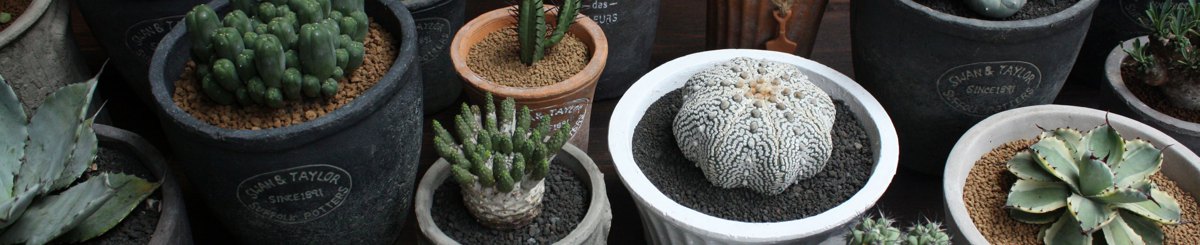 设计师品牌 - 星期六多肉植栽