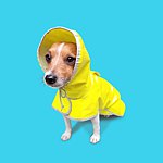 设计师品牌 - small talk 狗喵有话要说