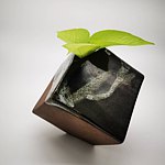 花现陶趣