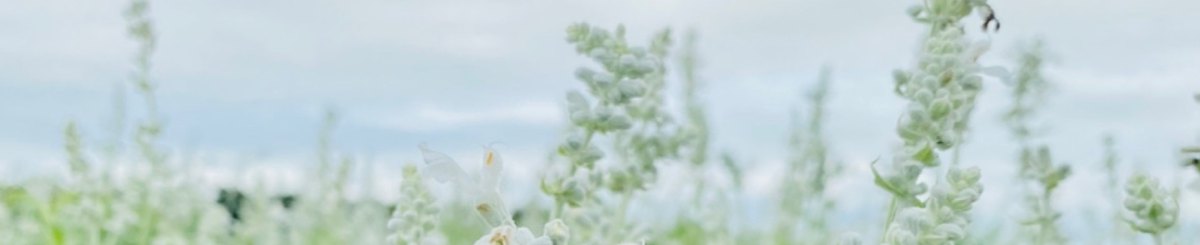 设计师品牌 - sotonoura28