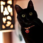 设计师品牌 - tabbyscode