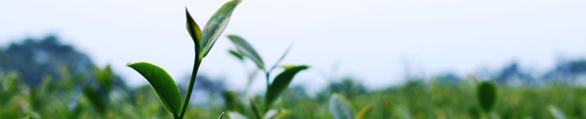 设计师品牌 - 茗品丹醇