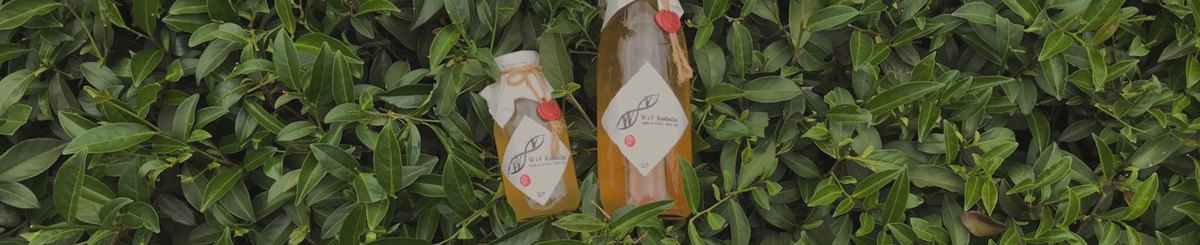 设计师品牌 - 闻森家・康普茶