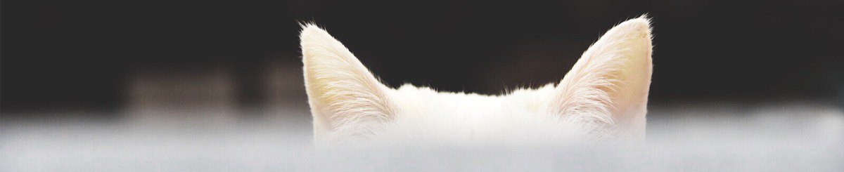 猫憩