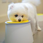 设计师品牌 - 韩国YogiPet 与毛孩的美好生活小物