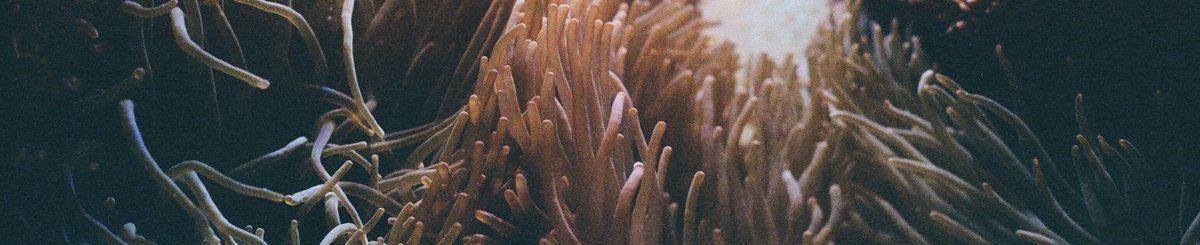 设计师品牌 - zoophyta