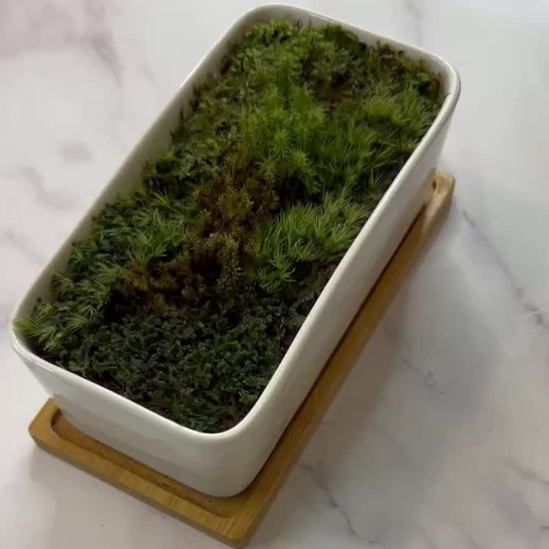 个性化苔藓装饰- 静谧之美 / 定制化 / 开幕盆栽 / 送礼 - 植栽/盆栽 - 植物．花 