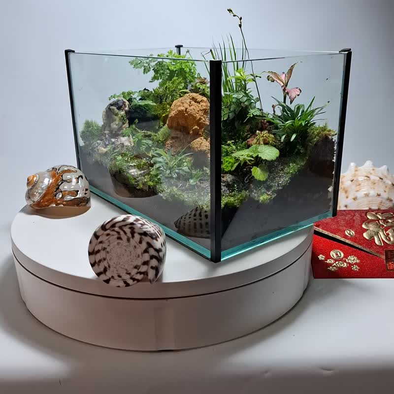 微景生态缸 - 植栽/盆栽 - 玻璃 