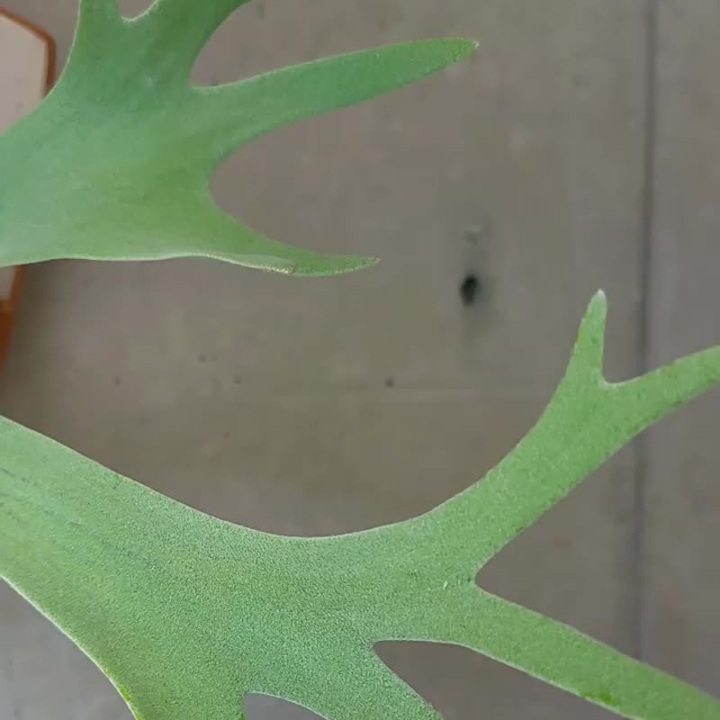 宙斯盾粗陶植板 手工原创植板鹿角蕨板板植陶板植物挂板 - 植栽/盆栽 - 陶 