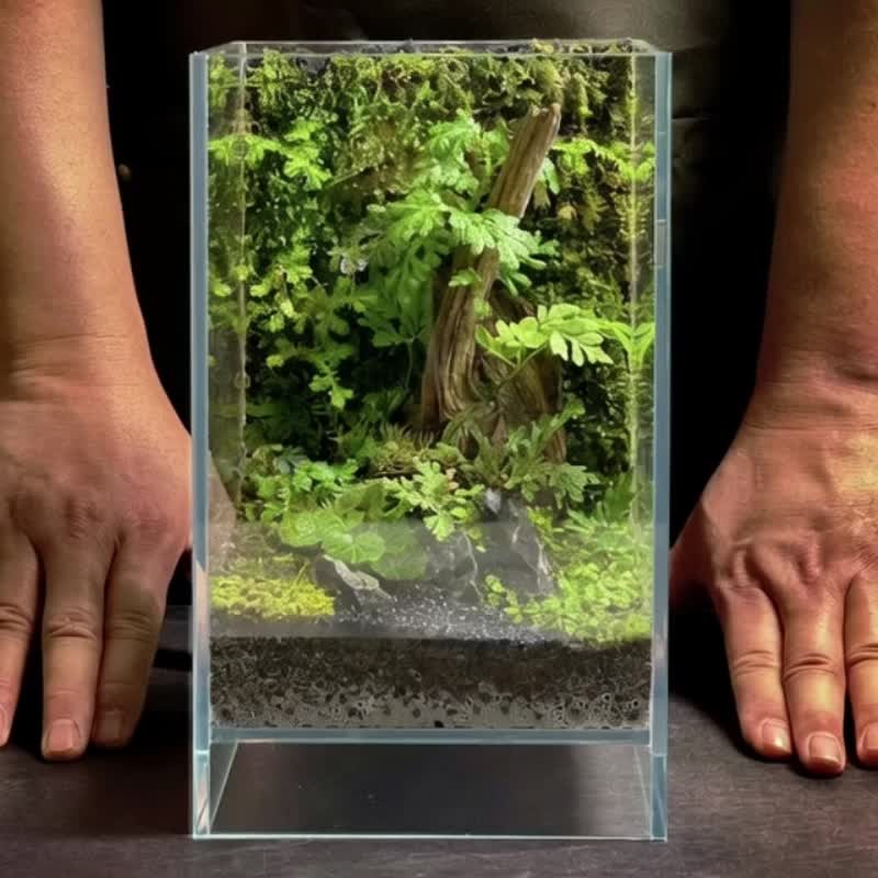 雨林漂流 / 定制化造景手作生态缸 - 植栽/盆栽 - 植物．花 