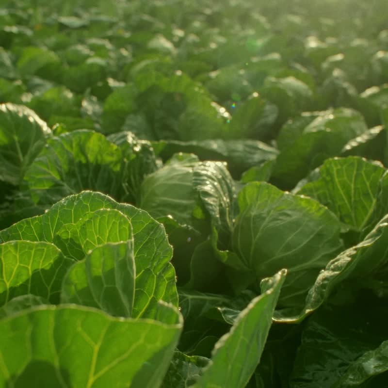 【限定】衡香降噪礼盒(益生菌+精油扩香木组) | Cycitrus 杉与橙 - 健康/养生 - 浓缩/萃取物 卡其色