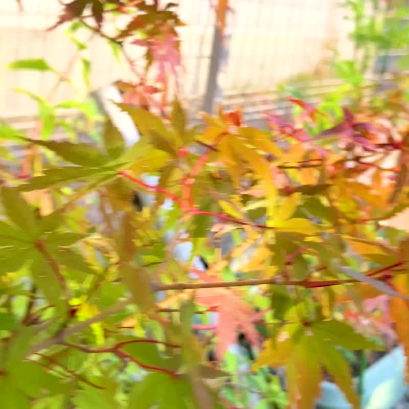 【 重新诠释日本纹样 】りとまおり 联名滑板板身 - 海报/装饰画/版画 - 木头 多色