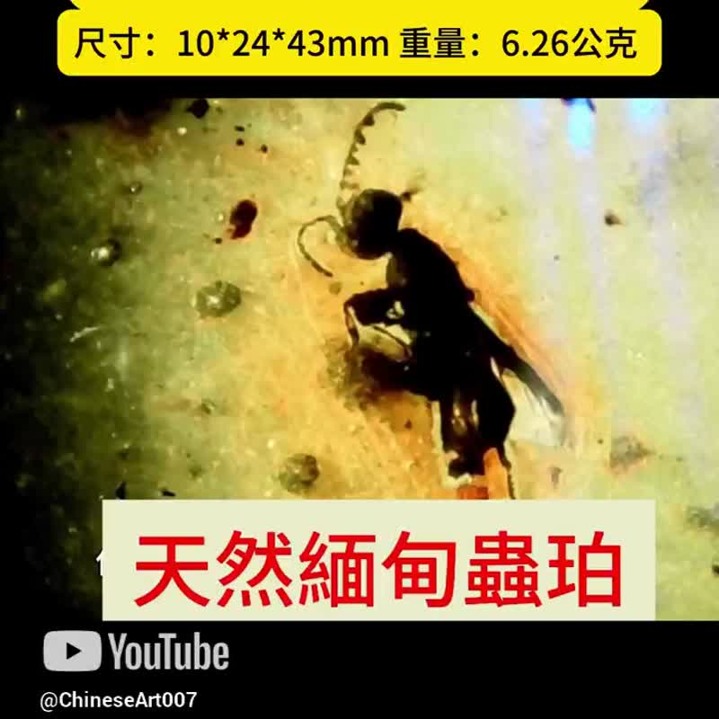 天然缅甸琥珀 虫珀 6.26克 Amber 水滴型 金珀 原石 琥珀 白垩纪 - 颈链 - 半宝石 金色