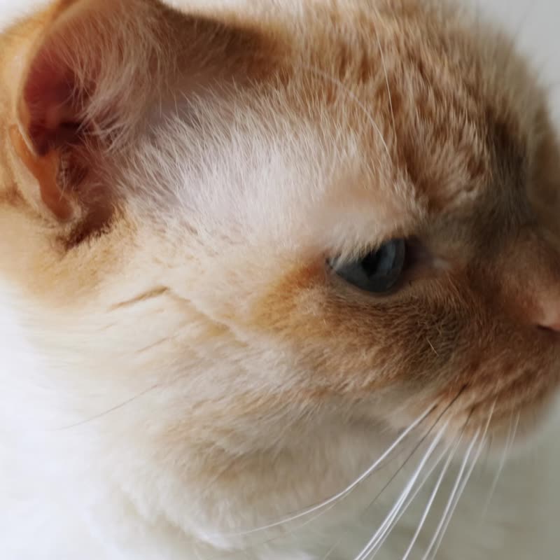 猫坏和洞穴 猫吊床 猫床 猫沙发 猫家具 现代猫家具 猫屋 猫秋千 - 床垫/笼子 - 木头 