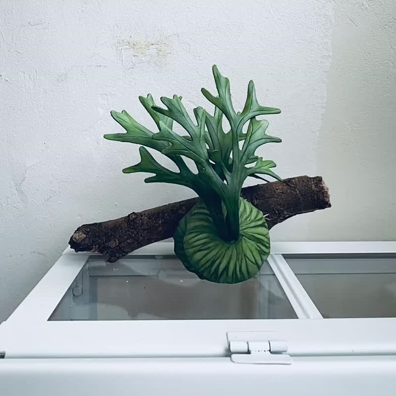 亚猴皮革鹿角蕨 - 植栽/盆栽 - 真皮 绿色