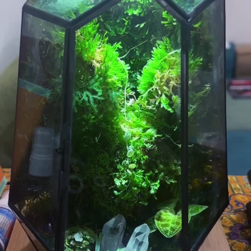 雨林景观瓶 几何景观 雨林生态瓶 生态缸 附植物灯 微景观生态瓶 - 植栽/盆栽 - 其他材质 