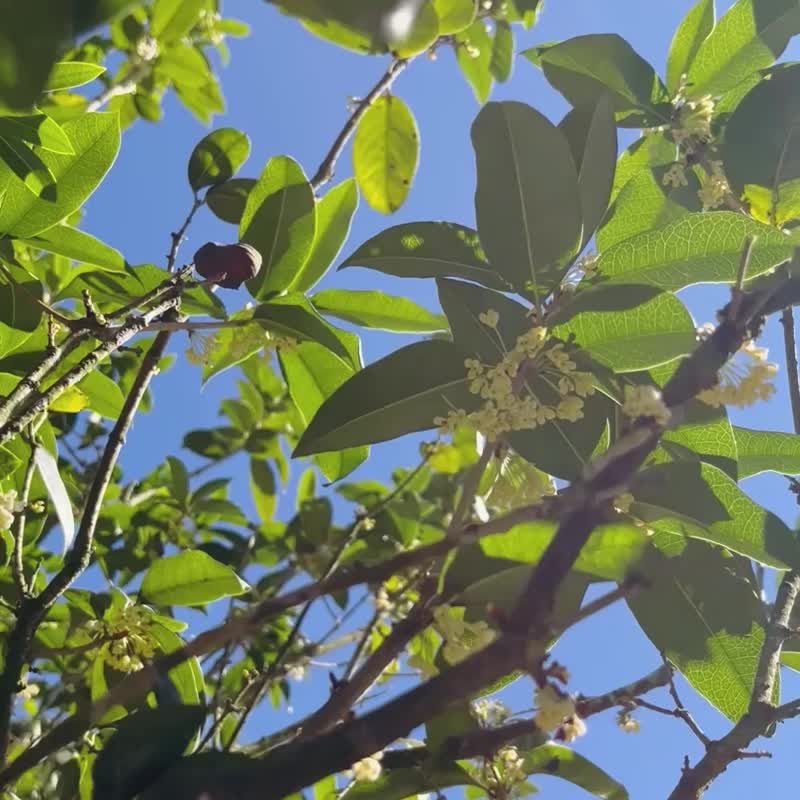 NEW试香*招贵人净化必备 精油能量喷雾随行瓶 桂花 / 圣木 - 香薰/精油/线香 - 精油 