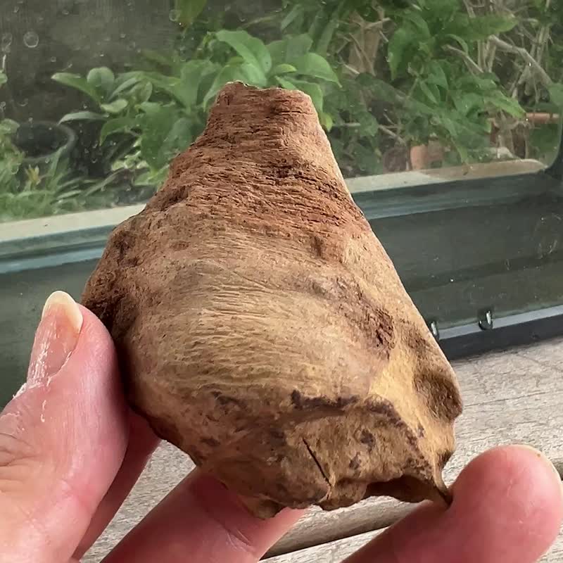 加里曼丹 野生沉香老料 66公克 沉香摆件 【沉水级】 星洲系 艺术 - 香薰/精油/线香 - 木头 卡其色