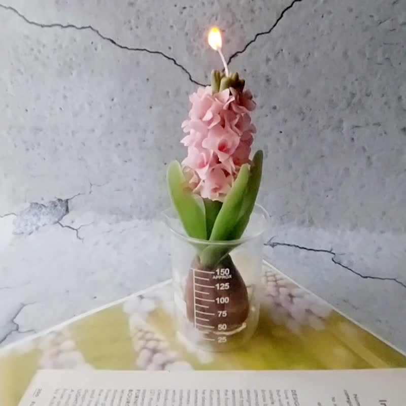 蜜蜡花课程 风信子 球根植物 1人开班 - 蜡烛/香氛 - 蜡 