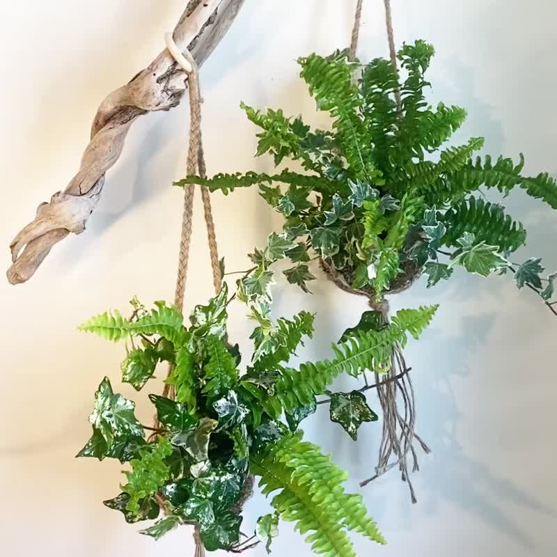 【肾蕨与常春藤苔球】室内植物/ 麻绳挂网/ 室内植物 - 植栽/盆栽 - 植物．花 绿色