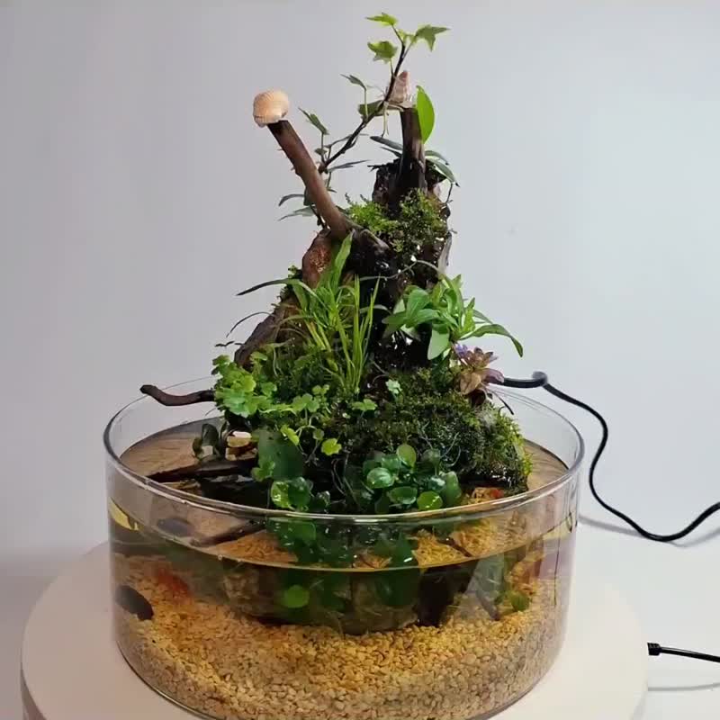 水陆生态缸 - 植栽/盆栽 - 玻璃 